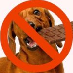 Kā rīkoties, ja suns ir apēdis šokolādi?